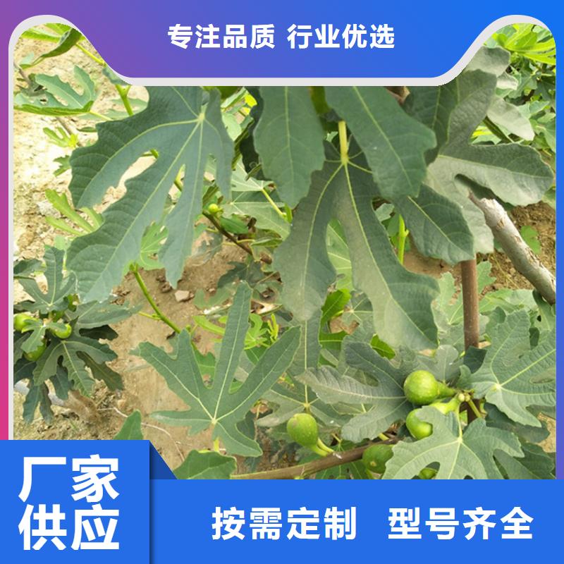 无花果樱桃苗质量牢靠每一处都是匠心制作