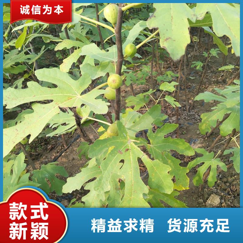 紫果无花果苗种植方法/轩园园艺场货品齐全