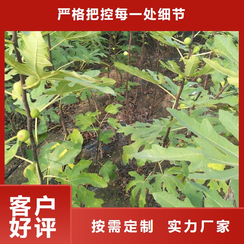 无花果嘎啦苹果多种规格供您选择我们更专业