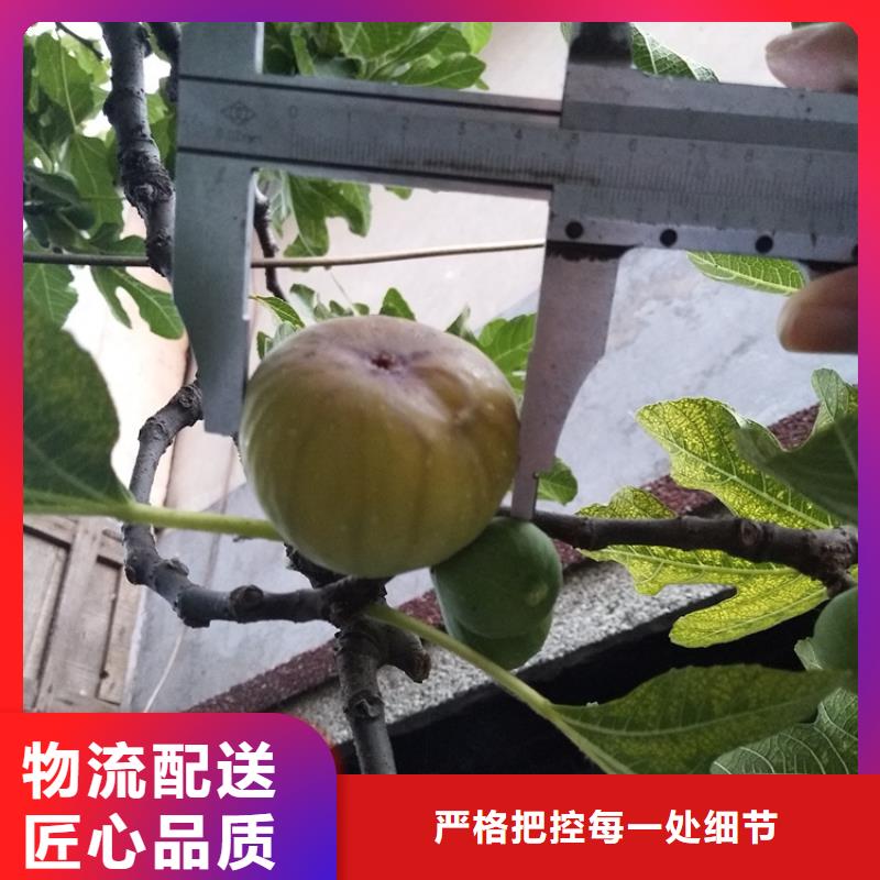 无花果花椒苗厂家批发价让客户买的放心