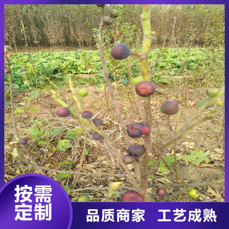 无花果红石榴苗基地源厂直销自营品质有保障