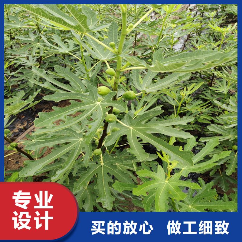 无花果3公分石榴苗定制销售售后为一体量大更优惠