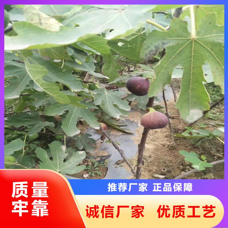 无花果,苹果苗厂家售后完善{本地}生产商