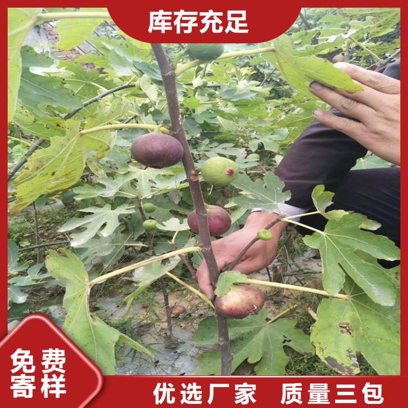 【无花果】,苹果苗精工打造厂家直销规格多样