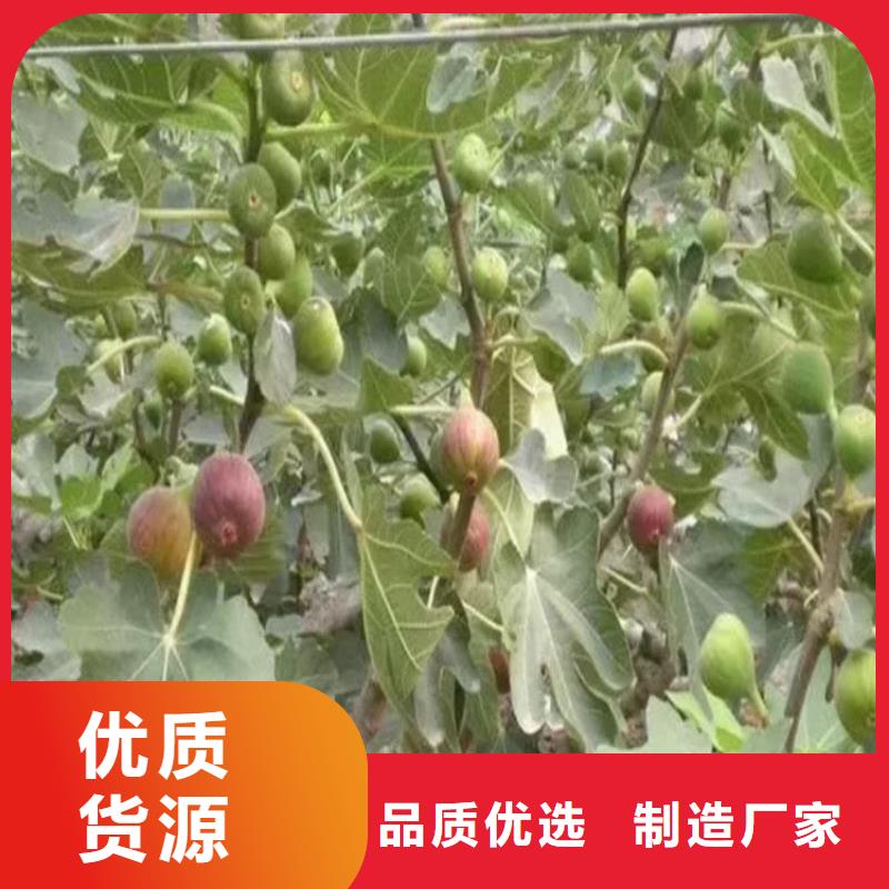 无花果梨树苗货源充足同城品牌