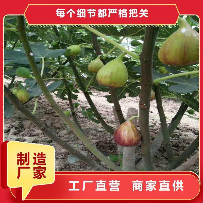 无花果蓝莓苗畅销本地厂家技术完善