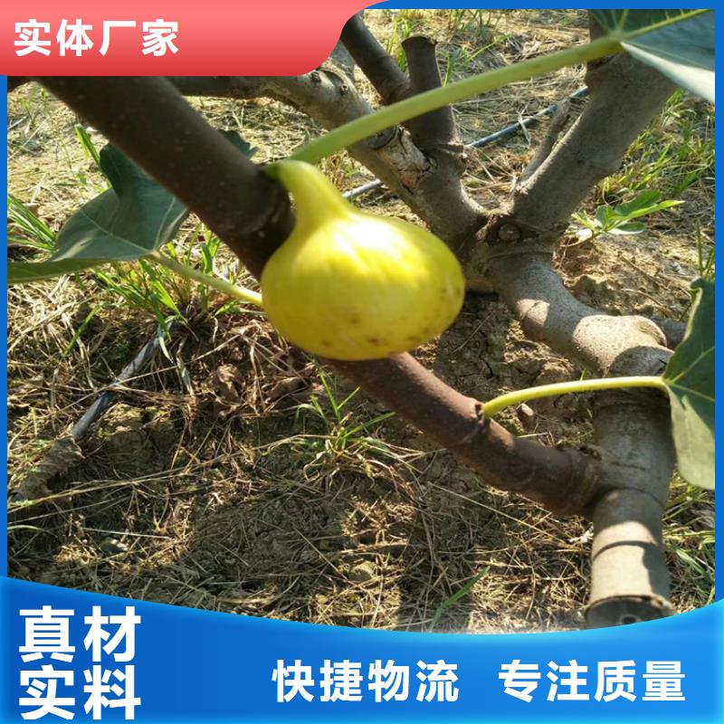 【无花果】梨树苗大品牌值得信赖一手货源