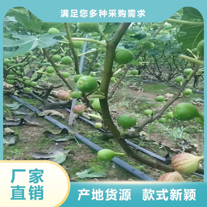 无花果苹果苗欢迎新老客户垂询<本地>服务商