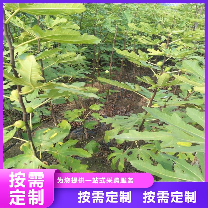 無花果-石榴苗型號全價(jià)格低當(dāng)?shù)胤?wù)商