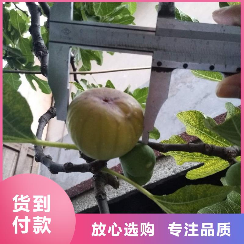 无花果蓝莓苗品种全货源足质量好