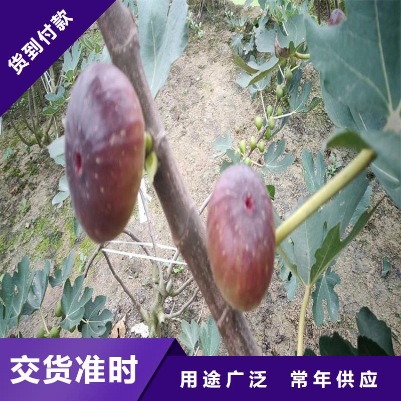 【无花果杏树苗品质优良】优质工艺