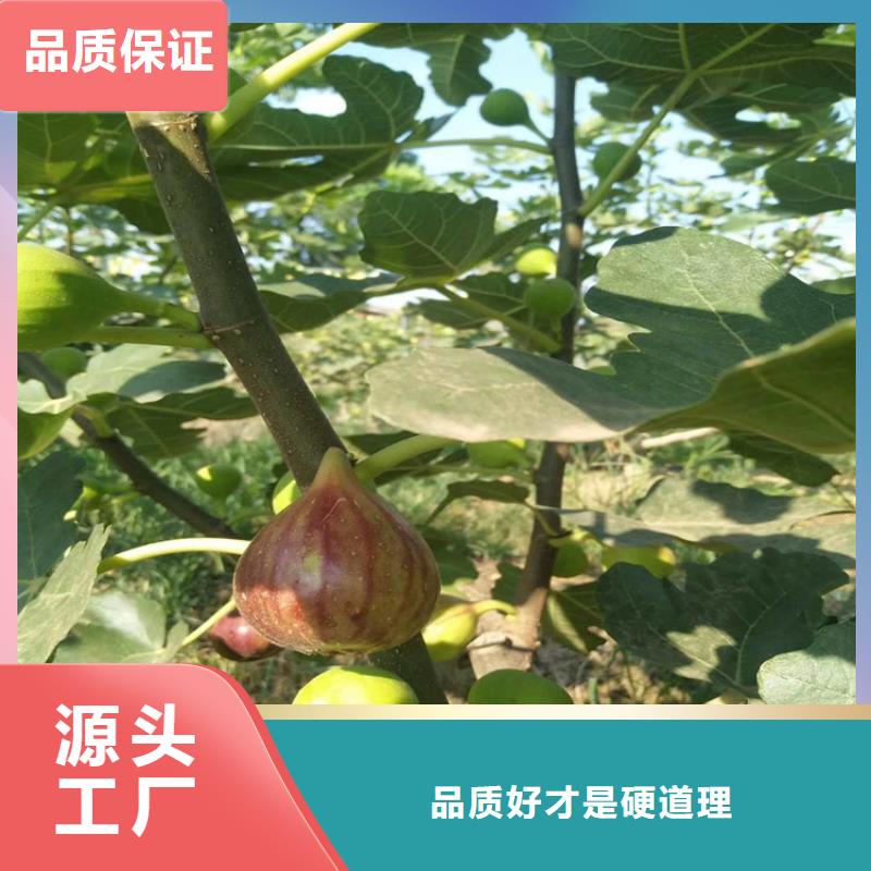 无花果桃树苗值得信赖<本地>制造商