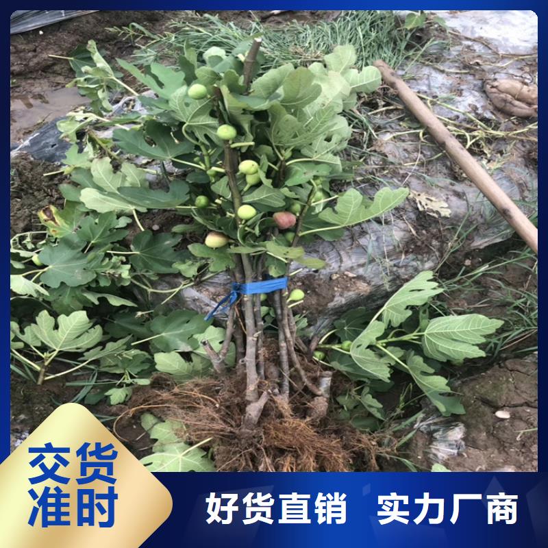 无花果_无花果苗检验发货产地直销