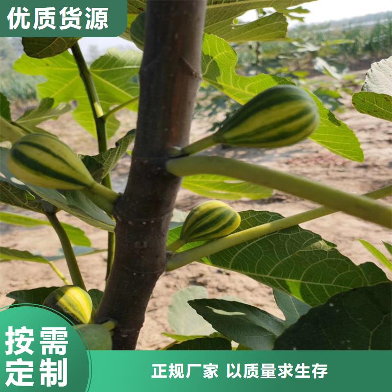 无花果无花果苗价格有优势推荐厂家