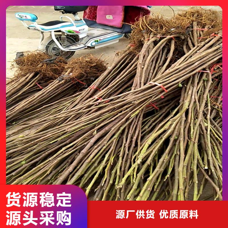 无花果_苹果苗优选厂家附近经销商