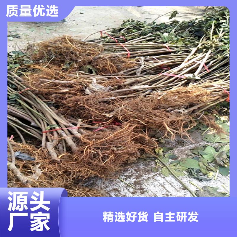 无花果梨树苗欢迎新老客户垂询好品质选我们