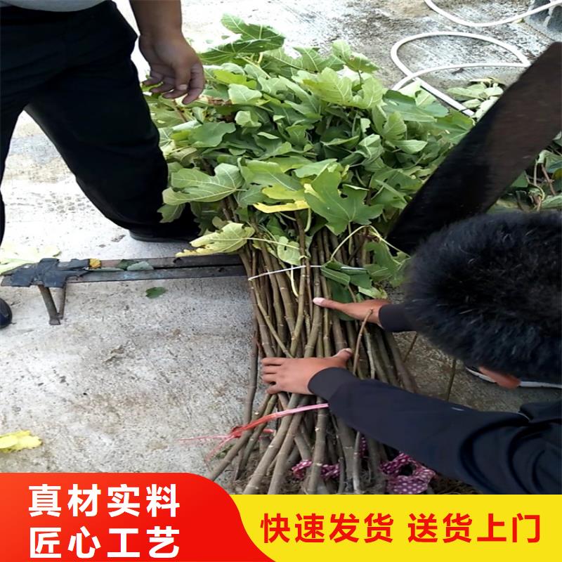 华丽无花果苗什么时候栽能成活/轩园园艺场工艺精细质保长久