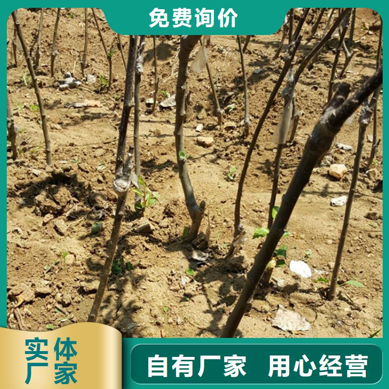 【苹果】花椒苗产地批发价格实在