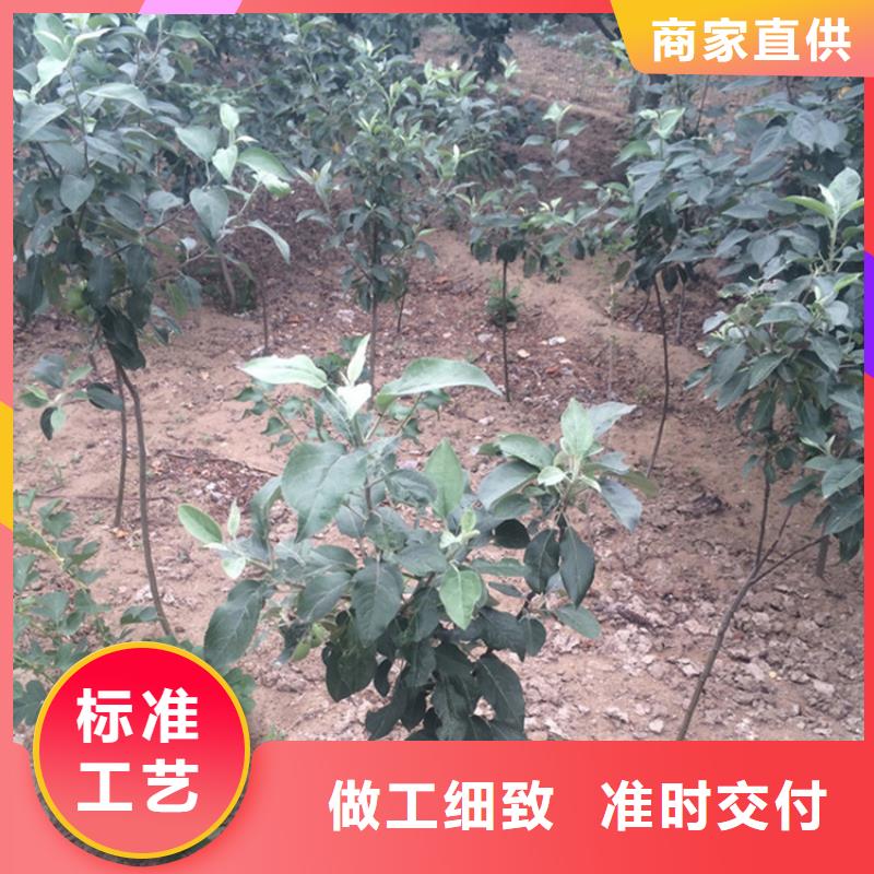 苹果梨树苗厂家精选厂家质量过硬