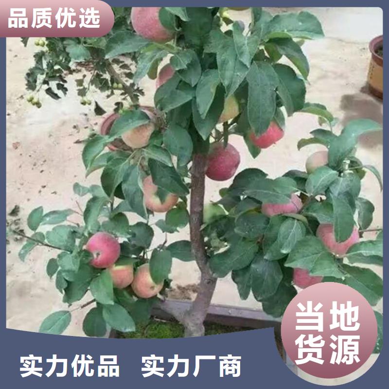 苹果,苹果苗品质有保障当地生产商