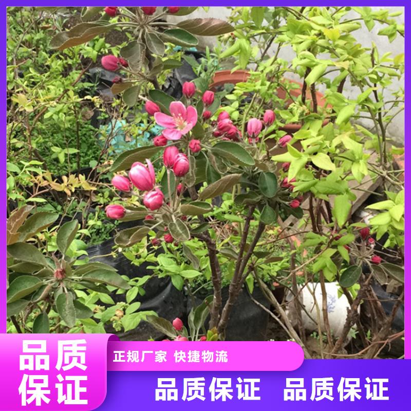 【苹果苹果苗诚信经营】核心技术