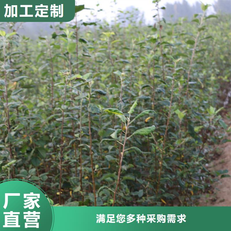 苹果樱桃苗厂家工艺先进工期短发货快