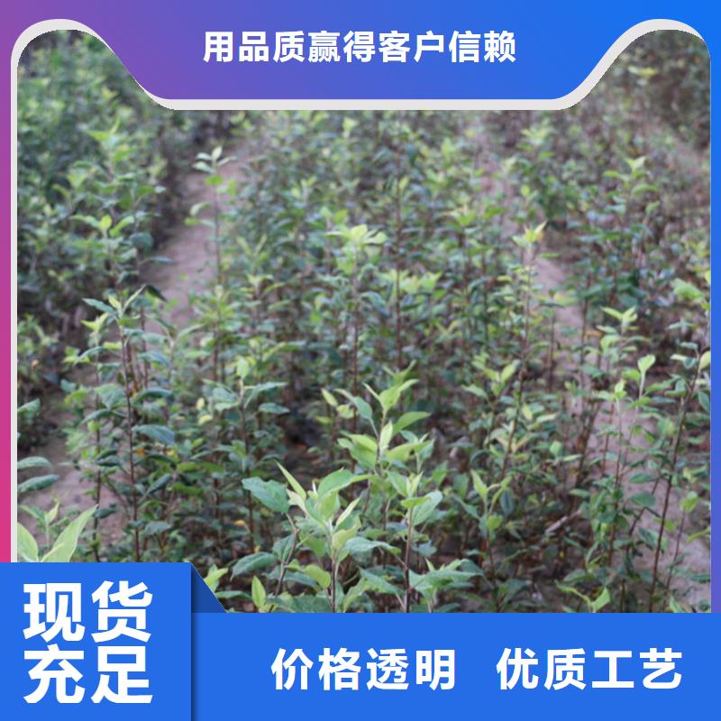 【苹果红石榴苗基地实地大厂】{当地}厂家