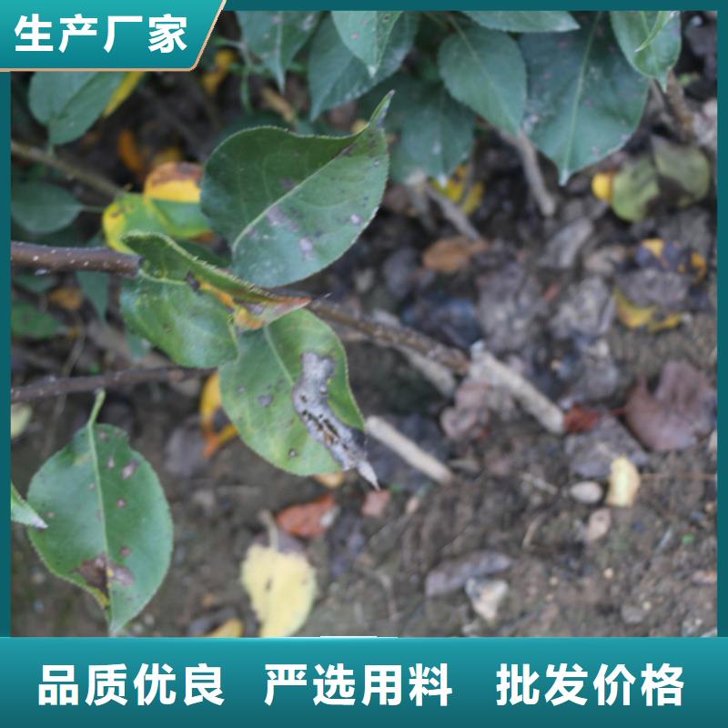 【苹果樱桃苗精心选材】好产品有口碑