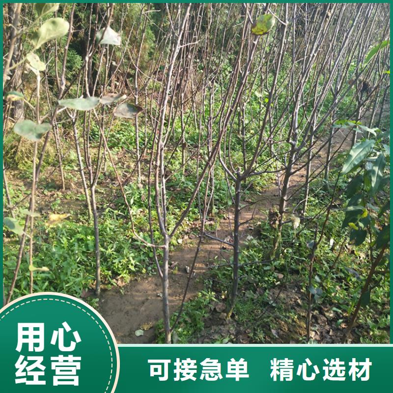 苹果樱桃苗种类丰富高品质诚信厂家