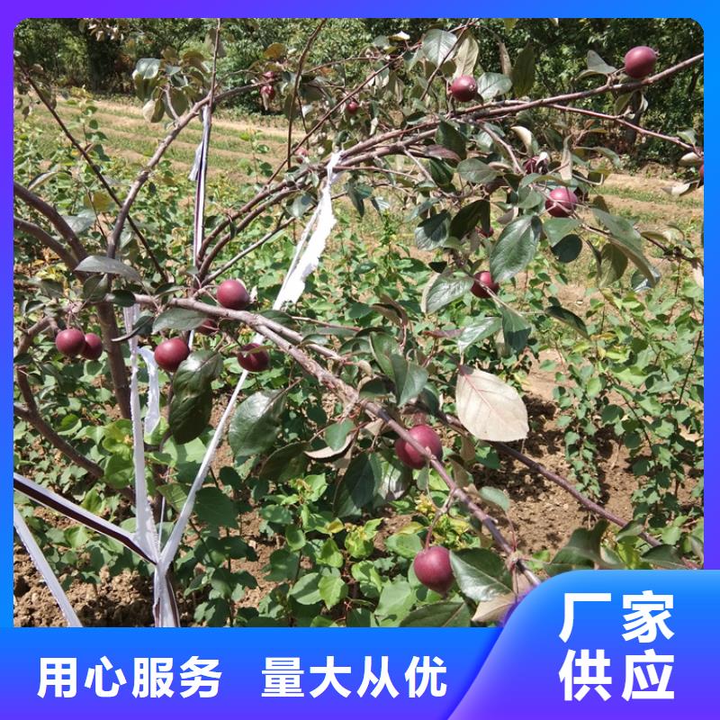 苹果板栗苗按需定制匠心工艺