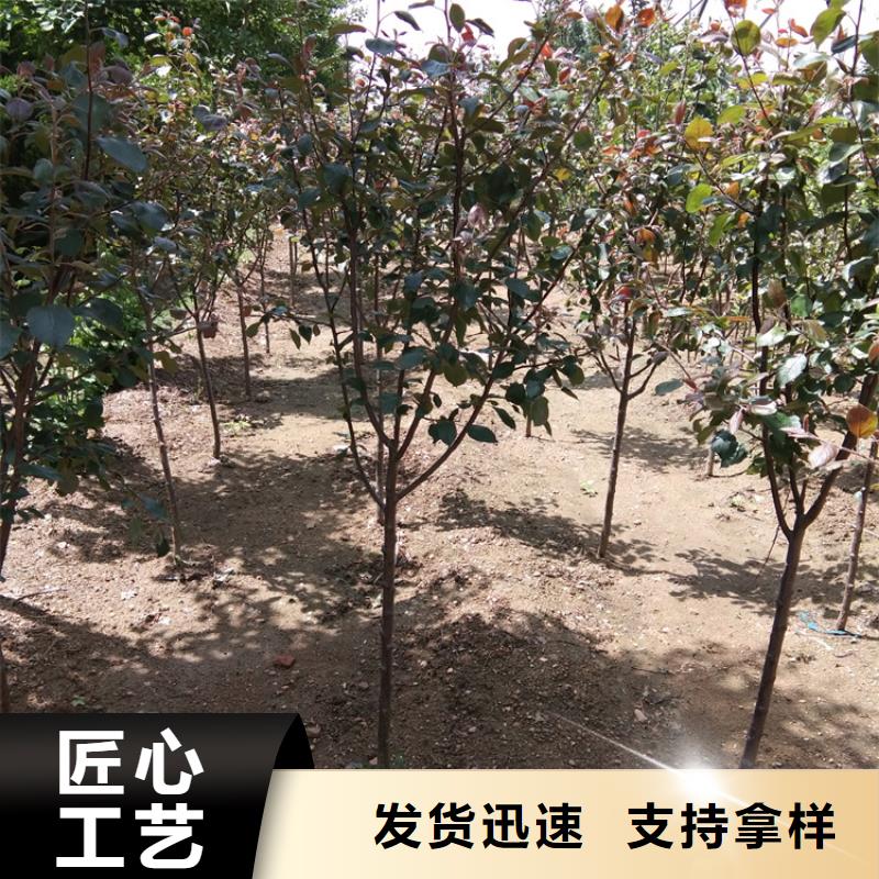 新品种苹果树苗根系发达附近公司