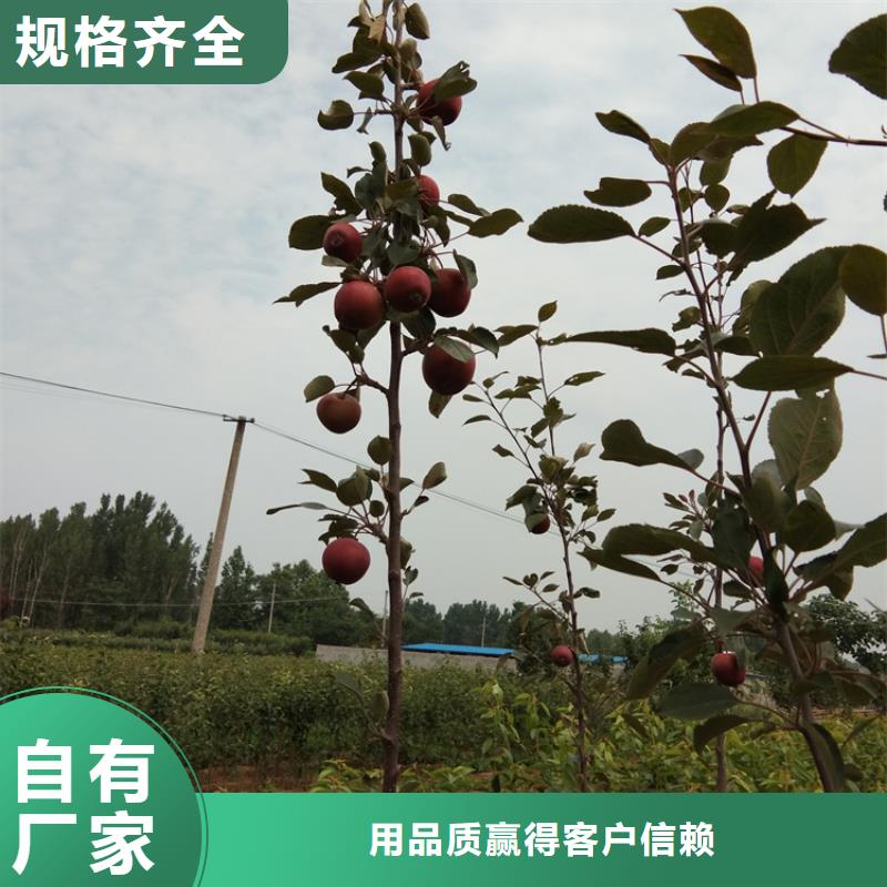 矮化苹果苗露天种植/轩园园艺场诚信商家