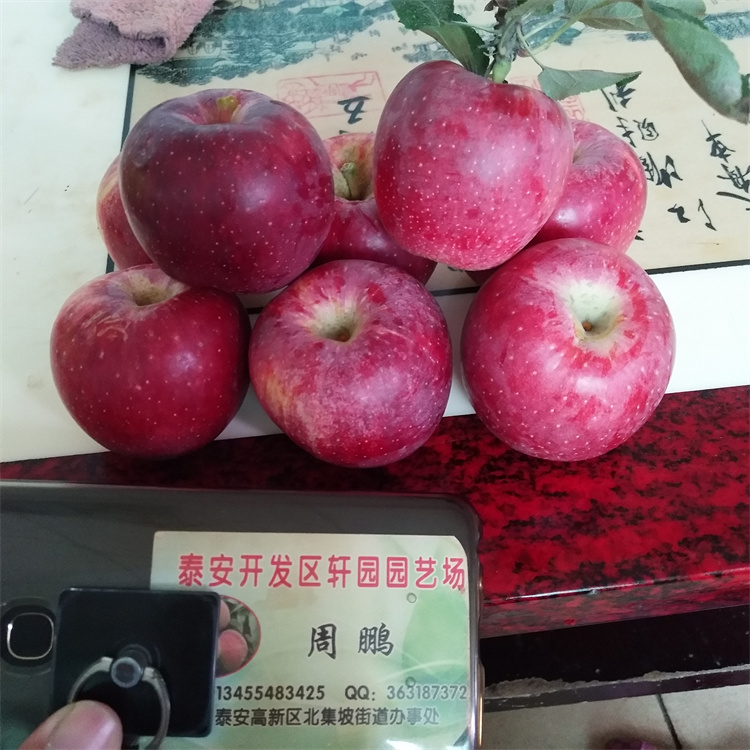 早熟蘋果苗成活率高巴中