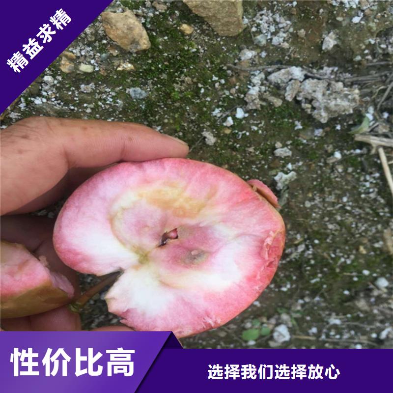 苹果3公分软籽石榴苗每一处都是匠心制作本地供应商