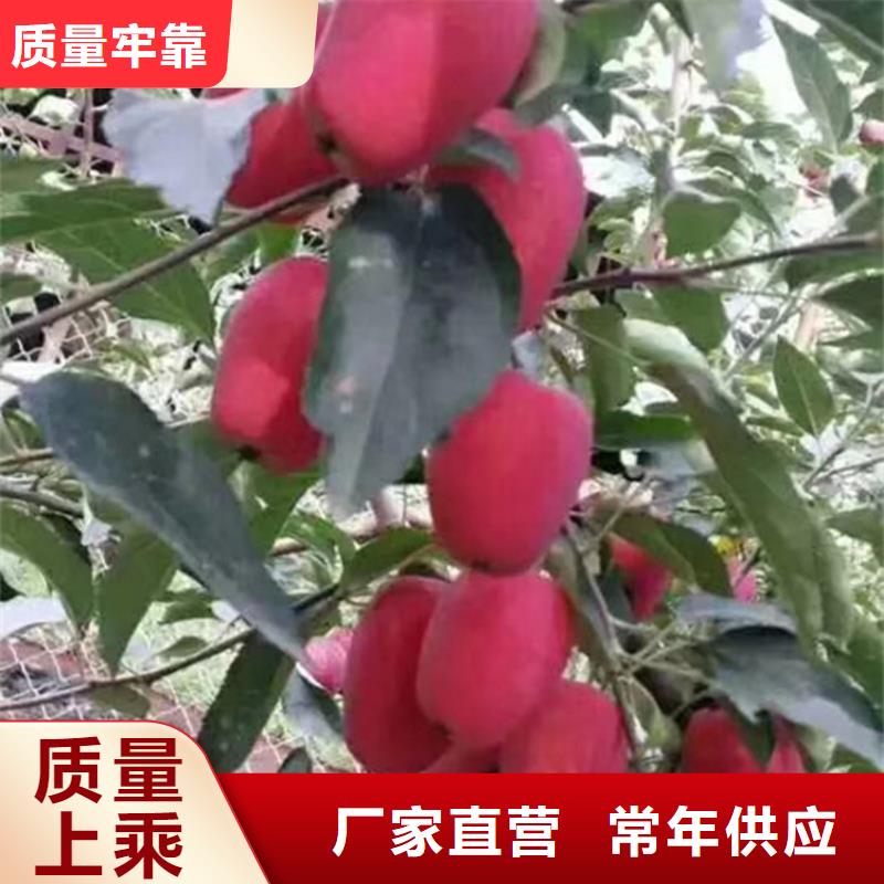 苹果_桃树苗供您所需研发生产销售