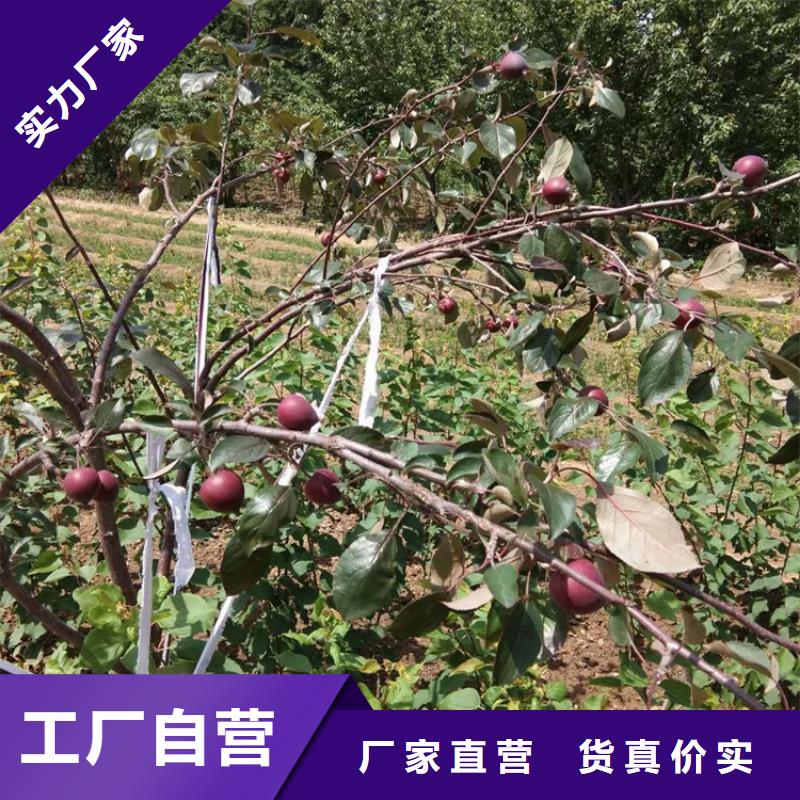 苹果蓝莓苗种类齐全实拍品质保障