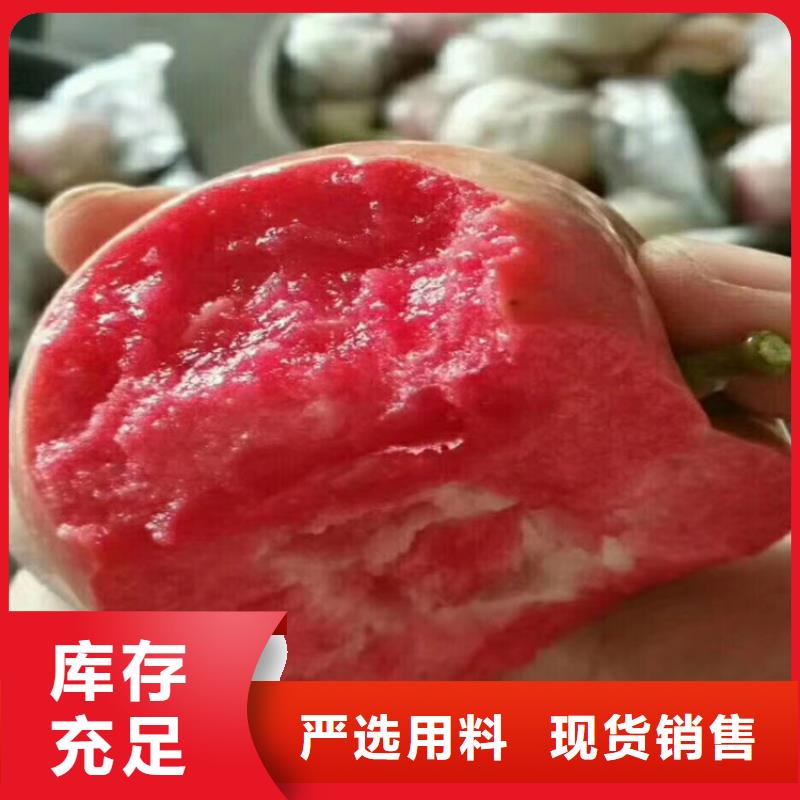 苹果蓝莓苗好产品价格低附近生产厂家