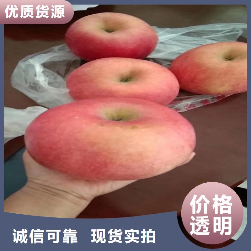 靖江蘋果_櫻桃苗高標(biāo)準(zhǔn)高品質(zhì)