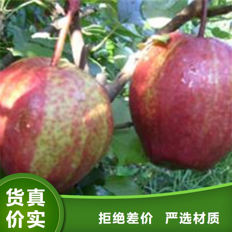 紅梨樹苗量多優(yōu)惠德陽