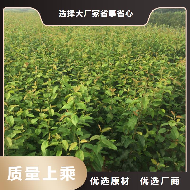 紅梨樹(shù)苗什么時(shí)間移栽安順