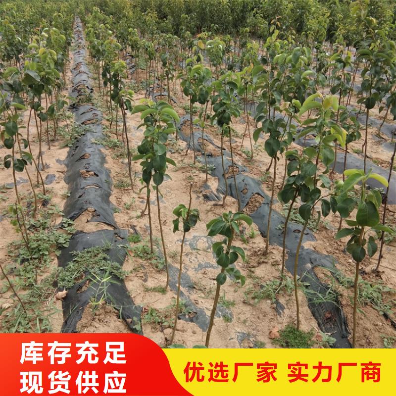 彩虹梨树苗质优价廉价格公道合理