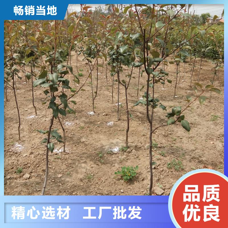 梨树【苹果苗】支持定制就近发货