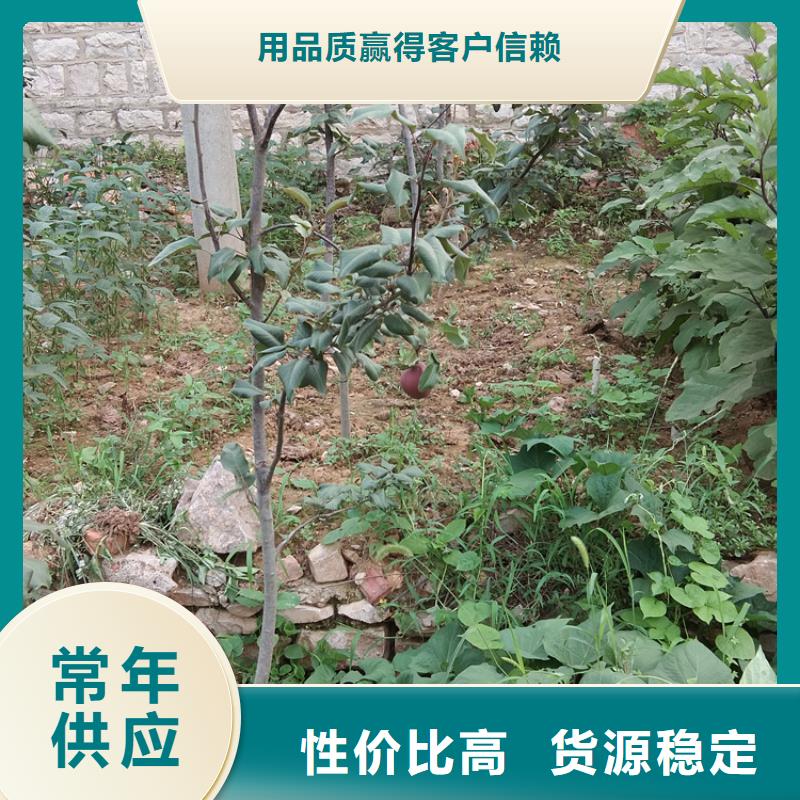 【梨树红石榴苗基地工厂现货供应】支持拿样