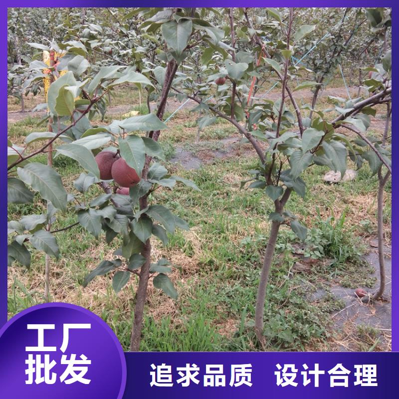 彩虹梨树苗适合种植地区厂家型号齐全