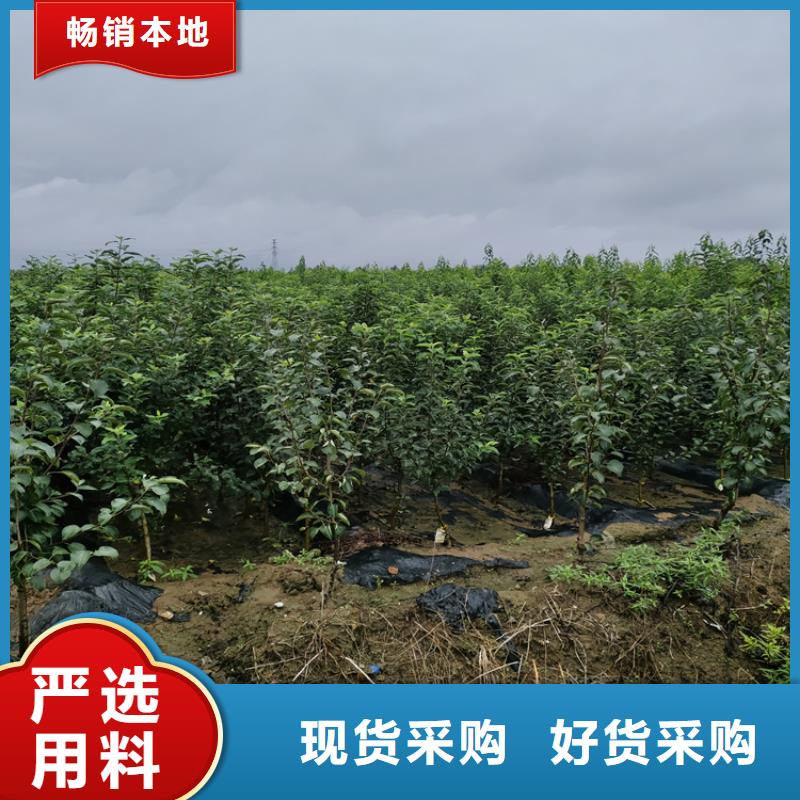 红梨树苗适合种植地区工艺层层把关