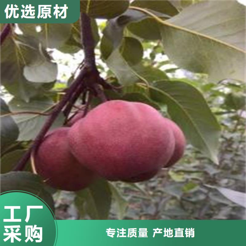 三紅梨樹苗現(xiàn)挖苗現(xiàn)發(fā)貨當(dāng)?shù)胤?wù)商