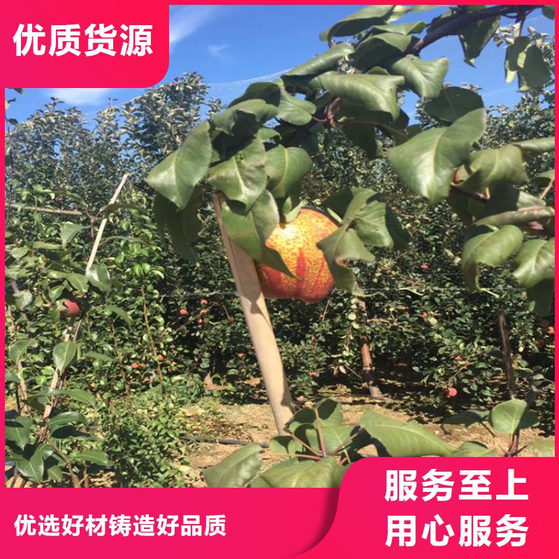 梨樹采摘園遂寧