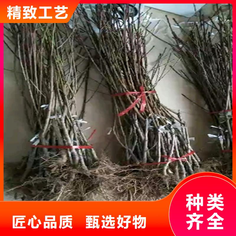 桃-蓝莓苗安装简单[当地]品牌