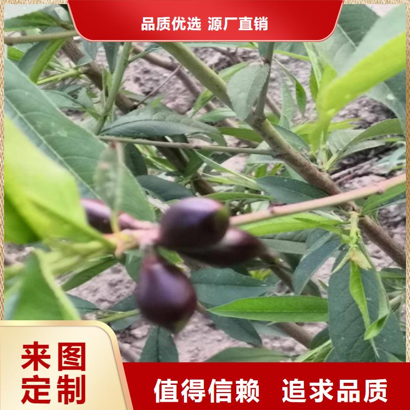 大棚桃树苗批发价格{本地}生产商