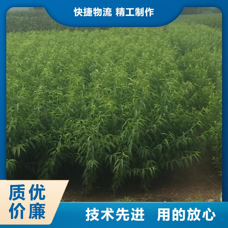 寧德桃-梨樹苗產(chǎn)地直銷